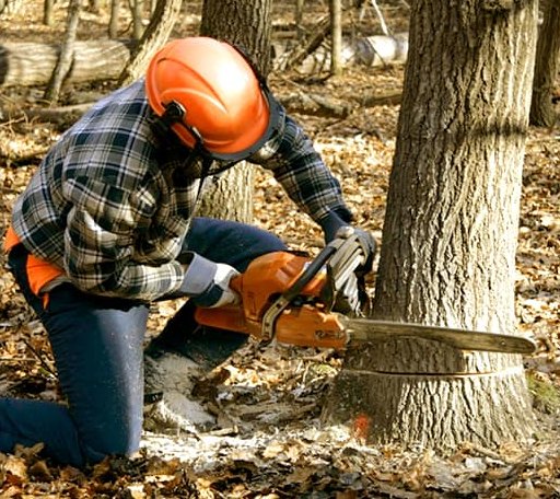 Tree Removal in Cornell, MI